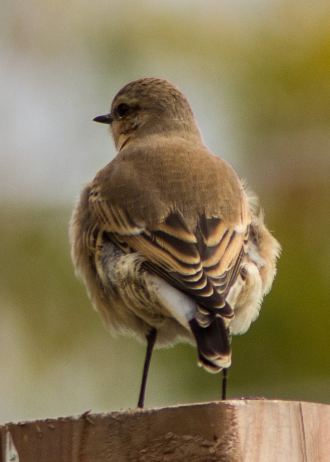 Northern Wheatear - ML115828161