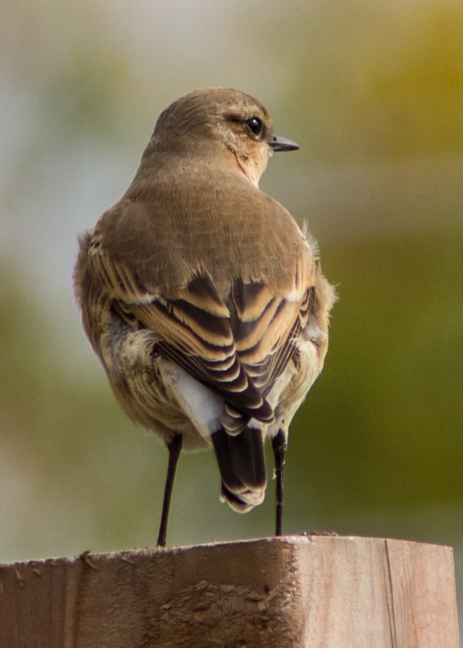 Northern Wheatear - ML115828191