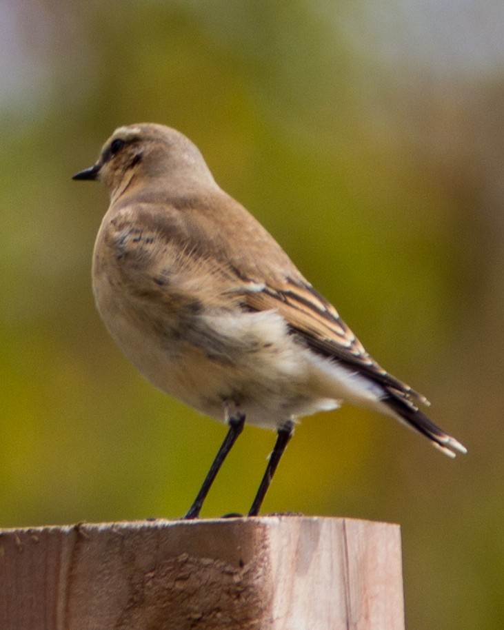 Northern Wheatear - Marc Boisvert