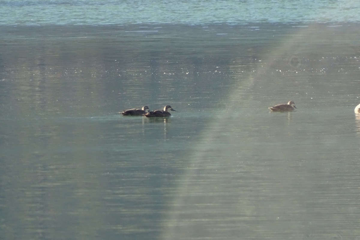 Pacific Black Duck - ML115829901