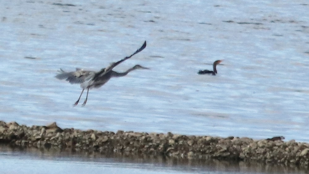 Double-crested Cormorant - ML115829951