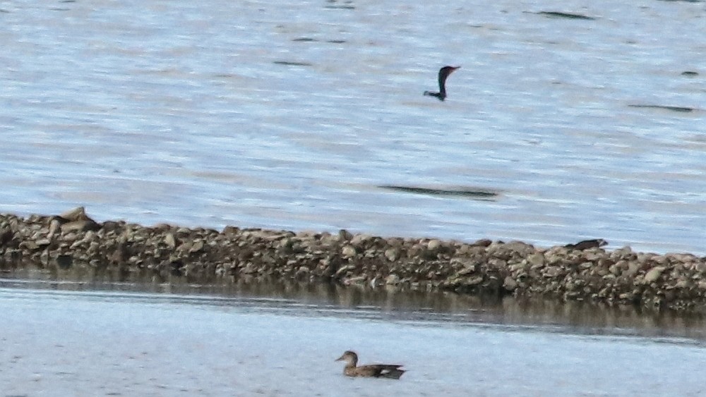 Double-crested Cormorant - ML115829961