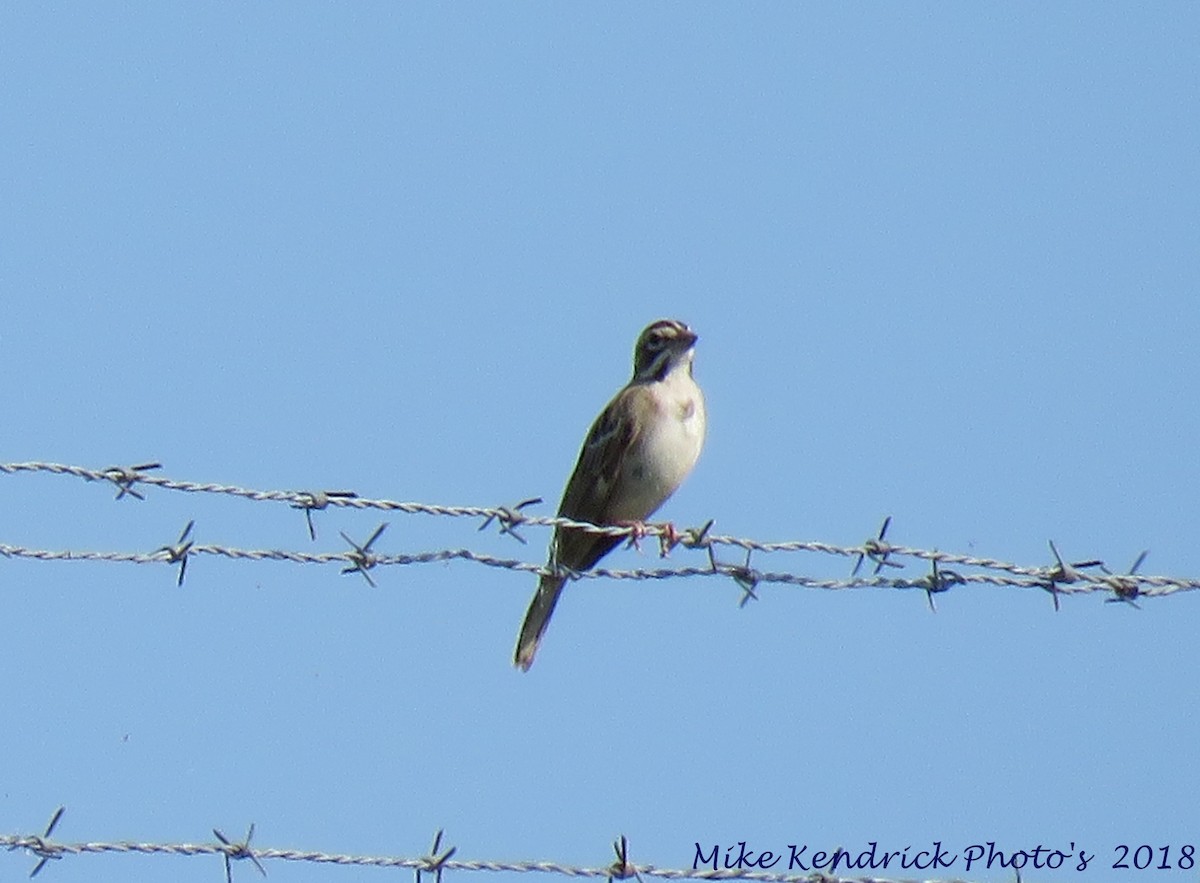 Lark Sparrow - ML115830791