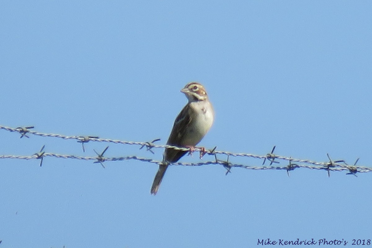 Lark Sparrow - ML115830801