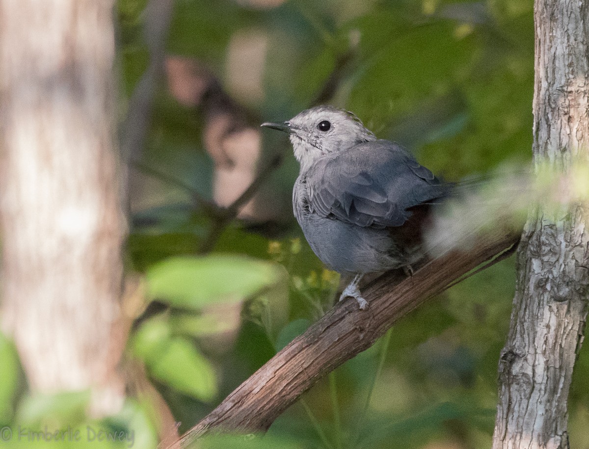 Gray Catbird - ML115830921