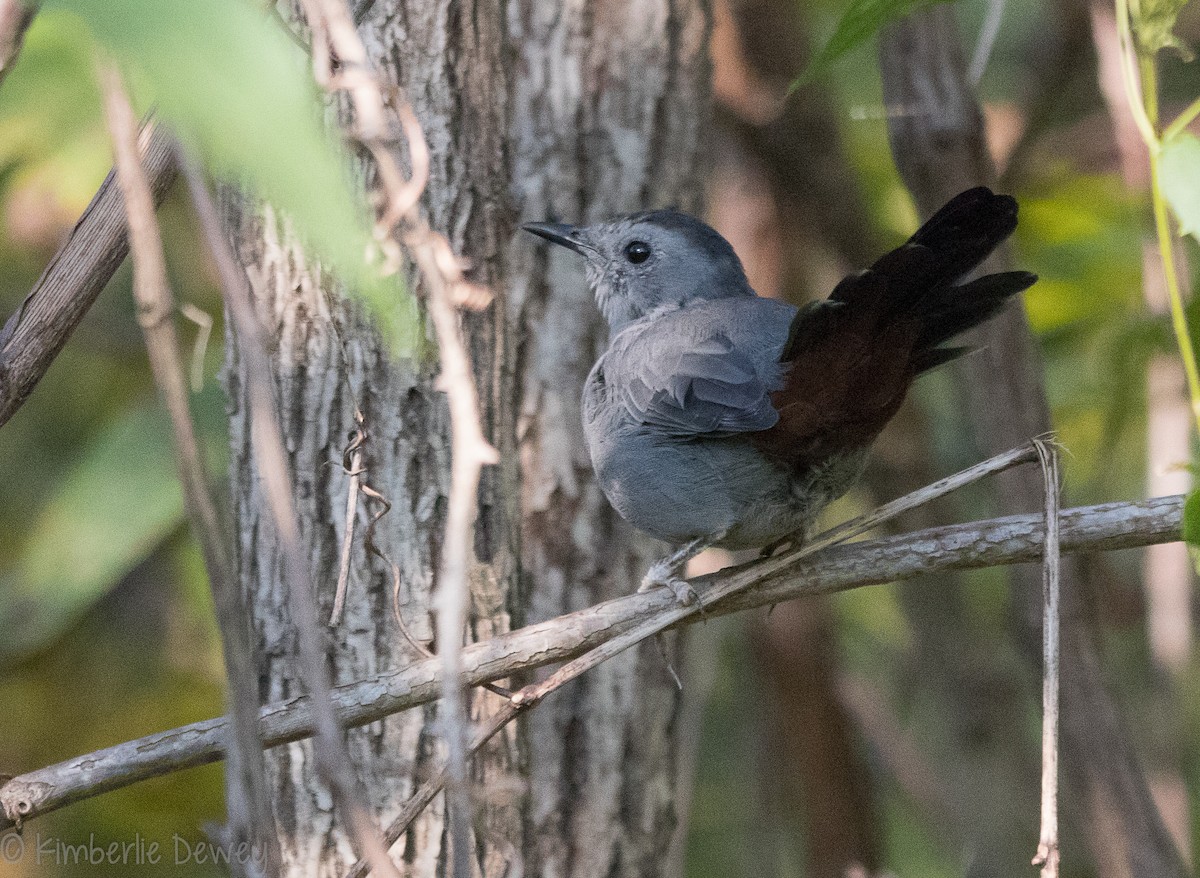 Gray Catbird - ML115830931