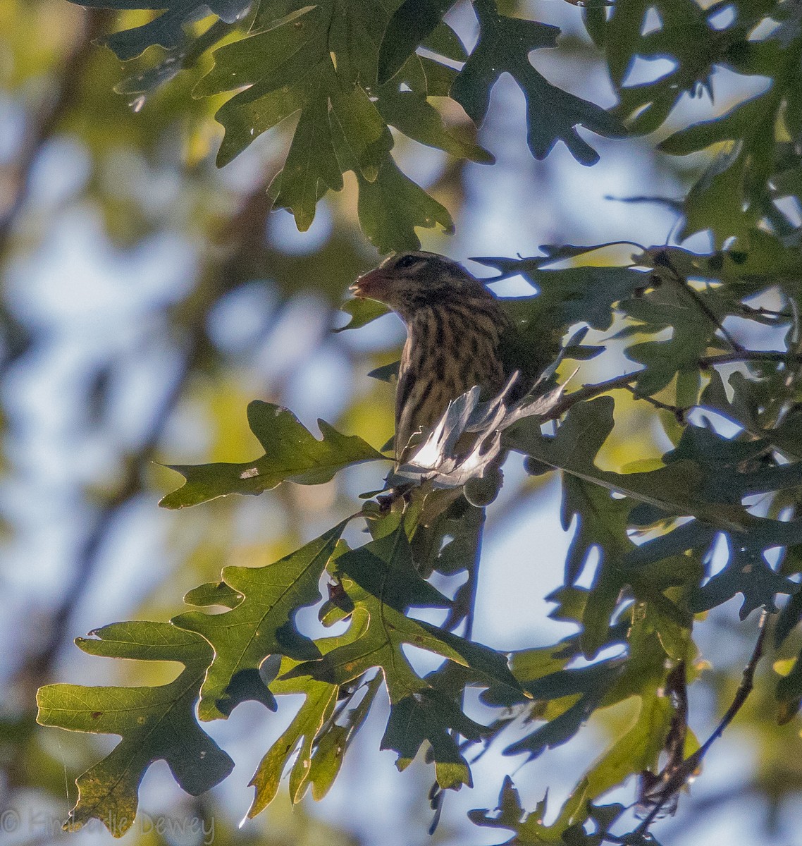 Rose-breasted Grosbeak - ML115831051