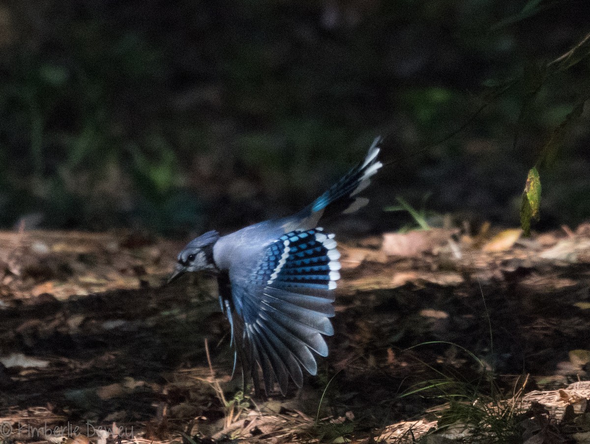 Blue Jay - ML115831071