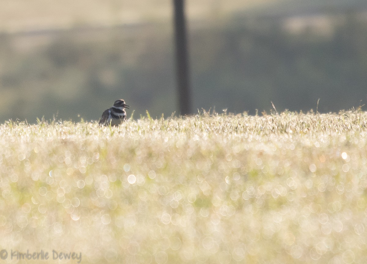 Killdeer - ML115831081