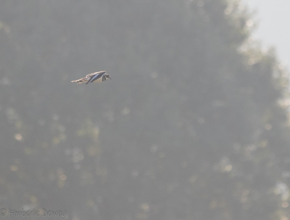 Killdeer - ML115831111