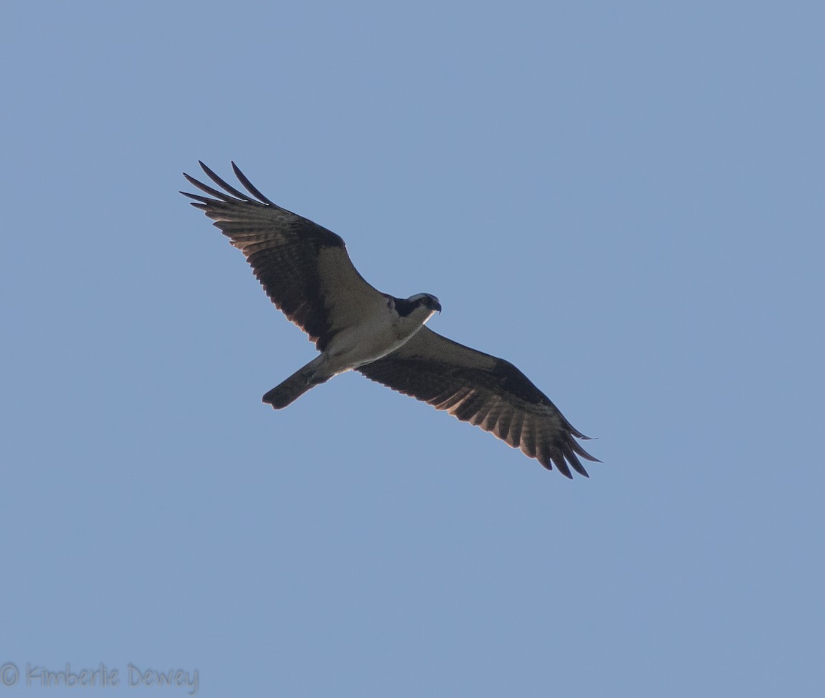 Osprey - ML115831141