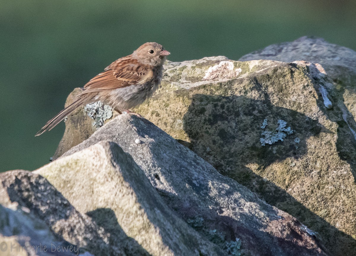 Field Sparrow - ML115831431