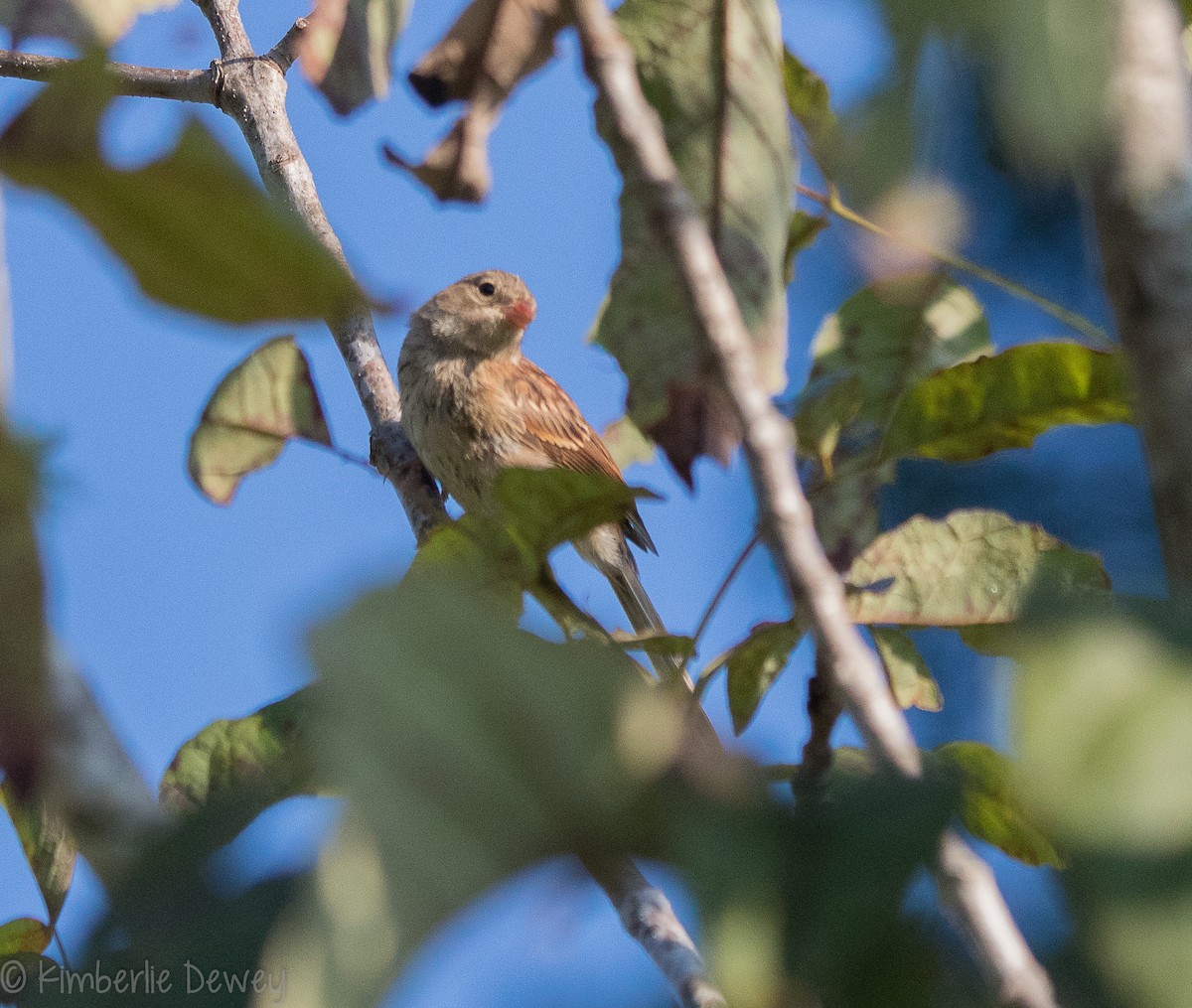 Field Sparrow - ML115831461