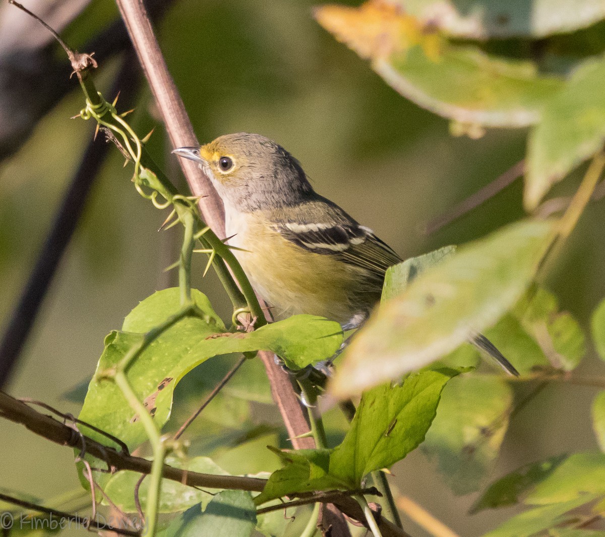 White-eyed Vireo - ML115831591
