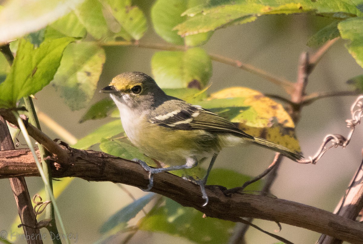 White-eyed Vireo - ML115831601