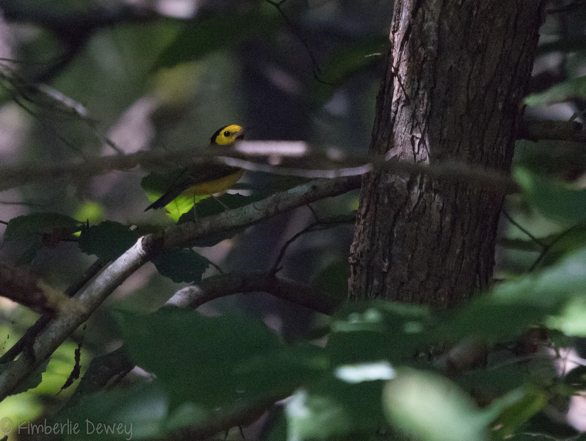 Hooded Warbler - ML115831771