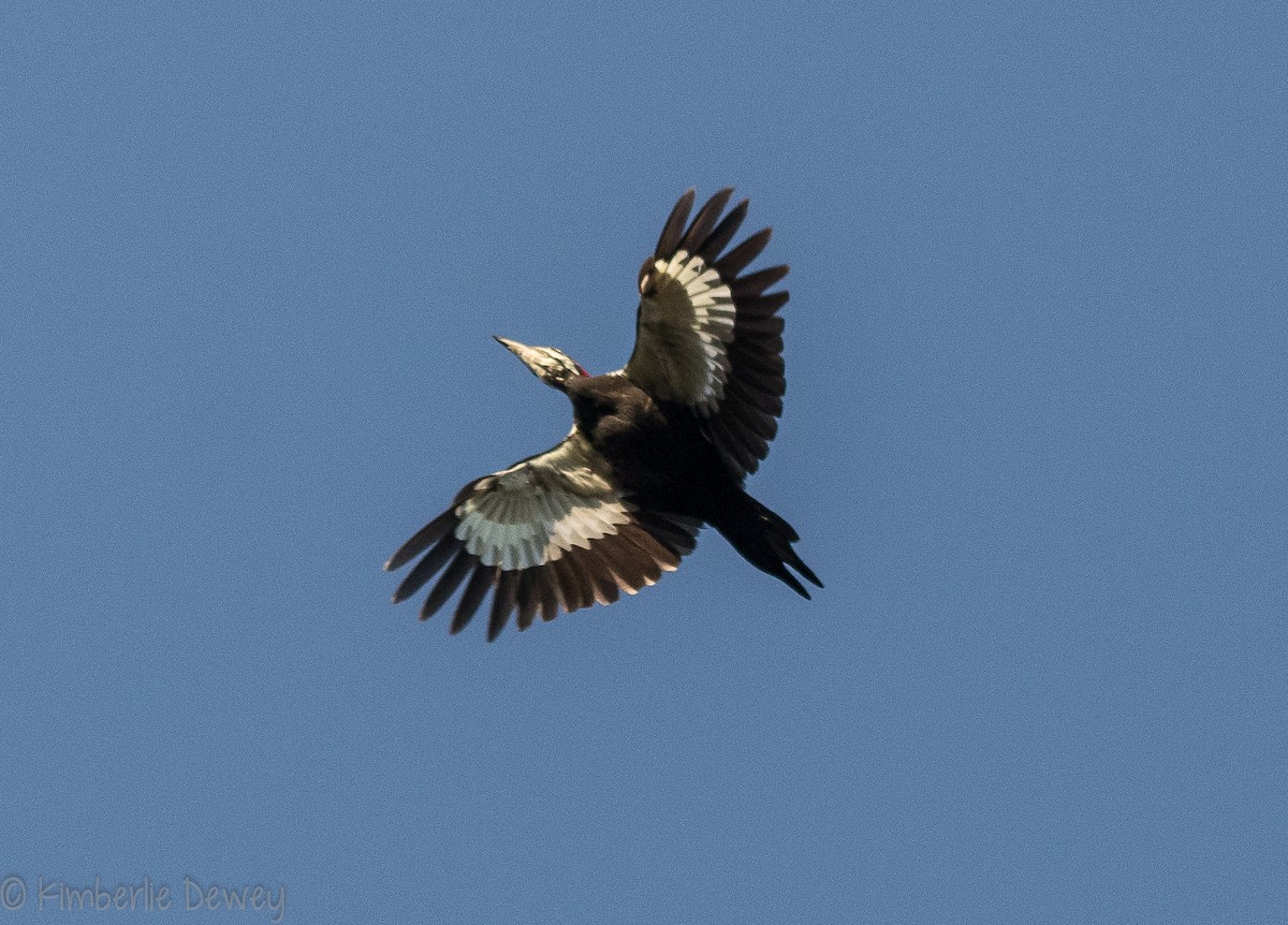 Pileated Woodpecker - ML115831861