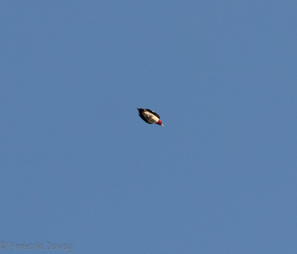 Red-headed Woodpecker - ML115831871