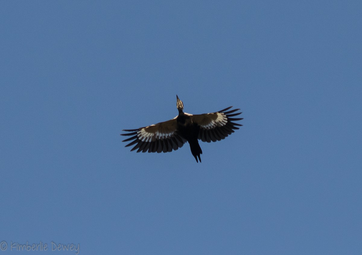 Pileated Woodpecker - ML115831881
