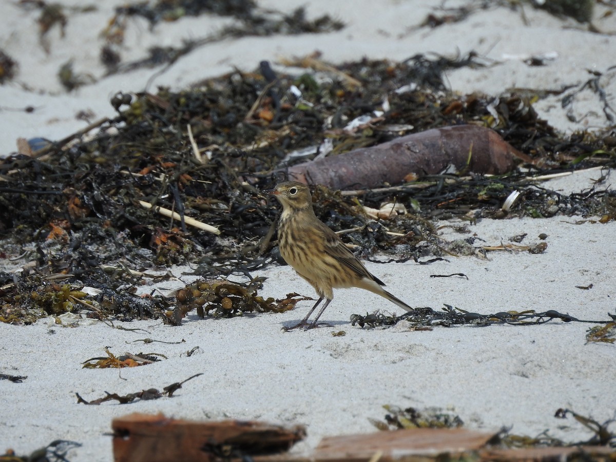 American Pipit - ML115832171