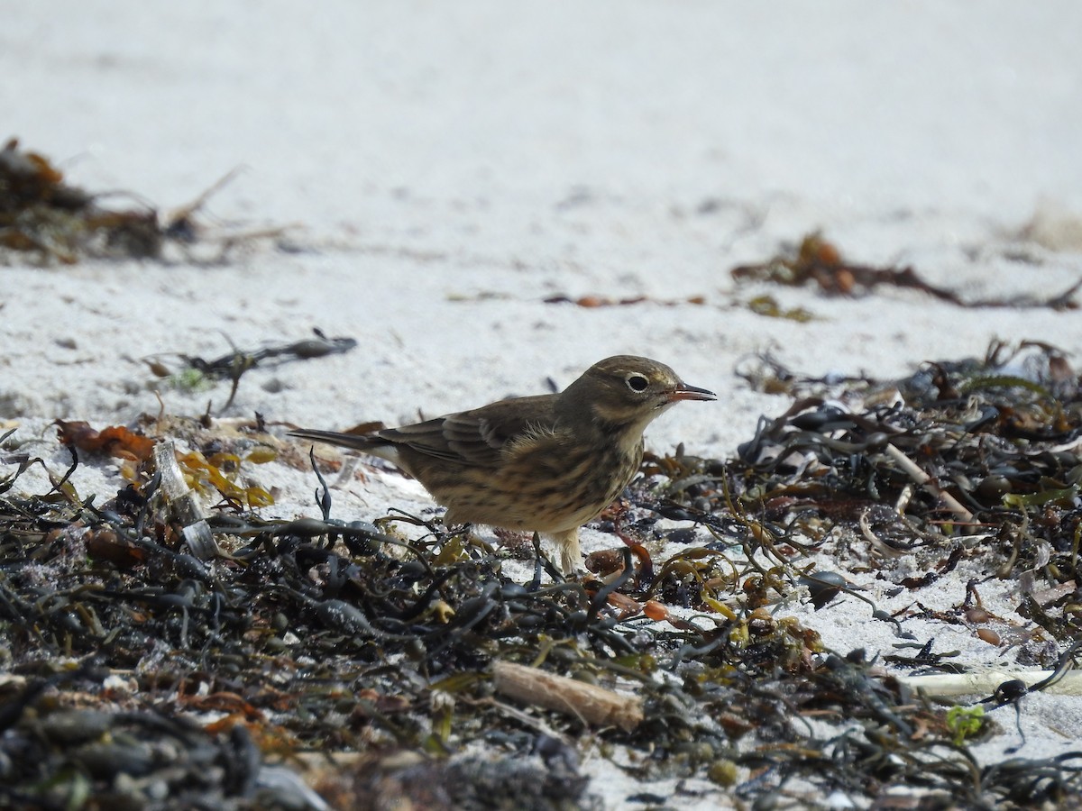 American Pipit - ML115832181