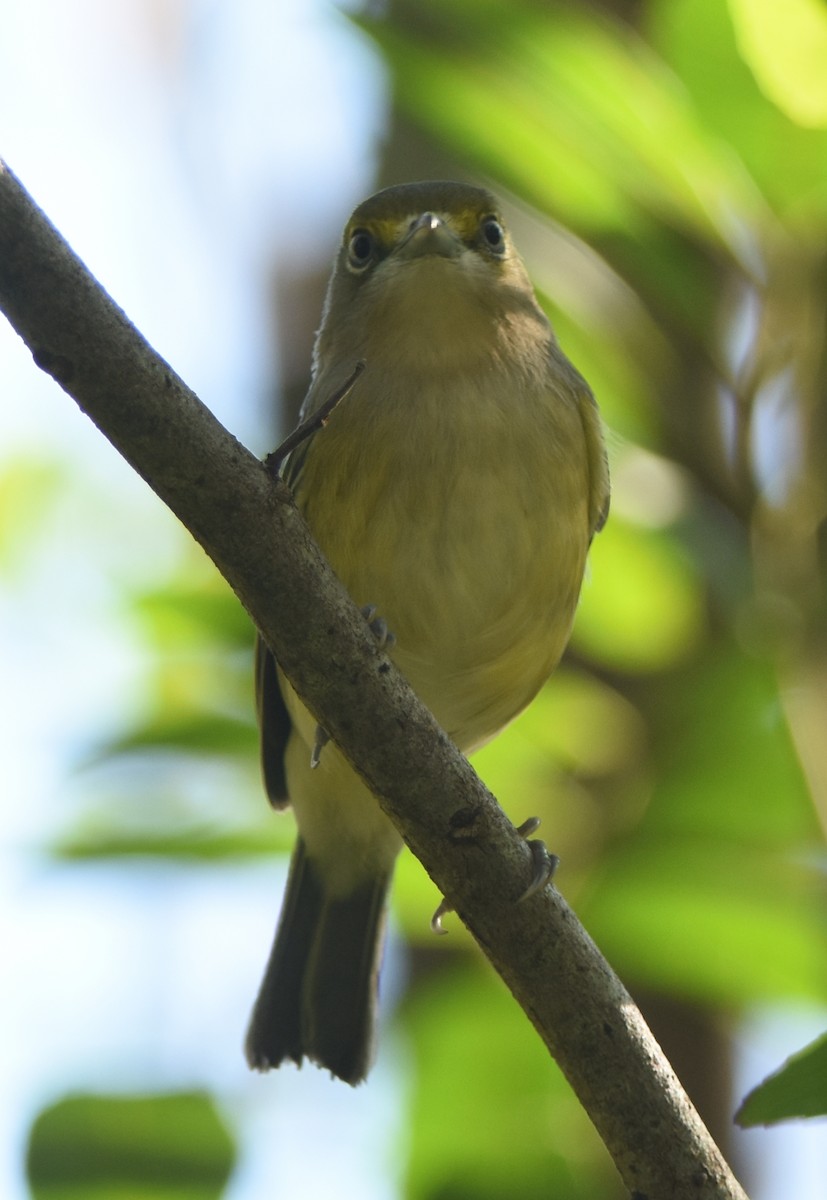 Ak Gözlü Vireo - ML115832251