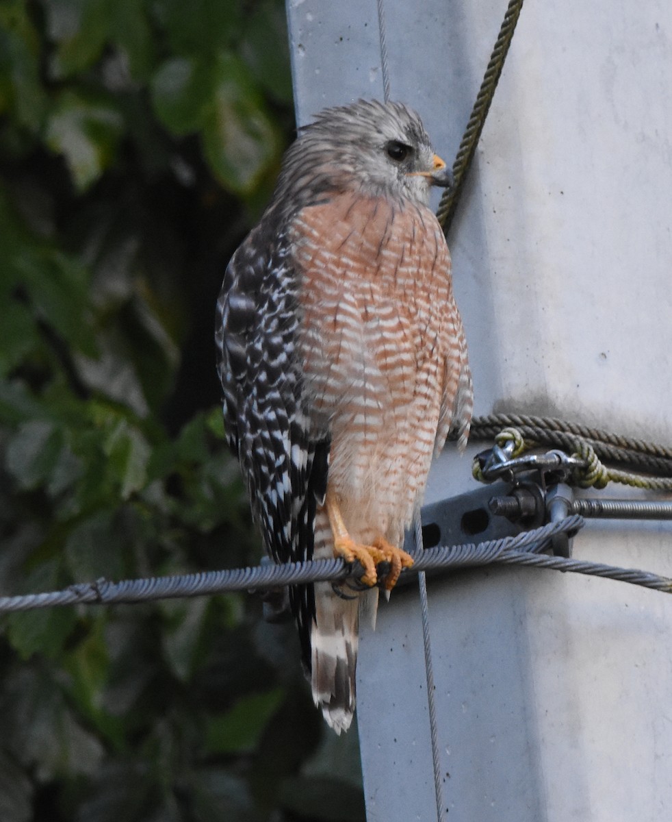 Red-shouldered Hawk - ML115832531