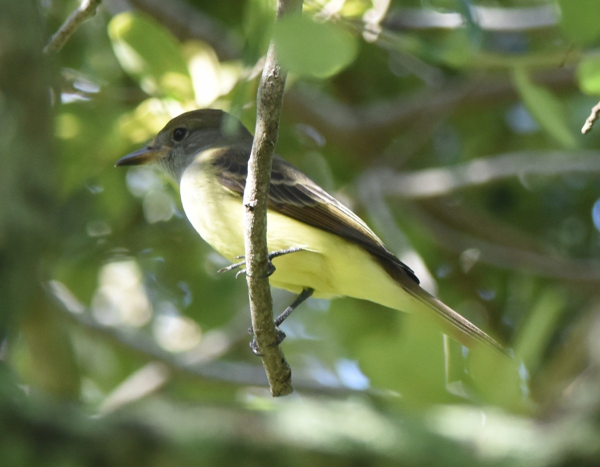 Great Crested Flycatcher - ML115833431