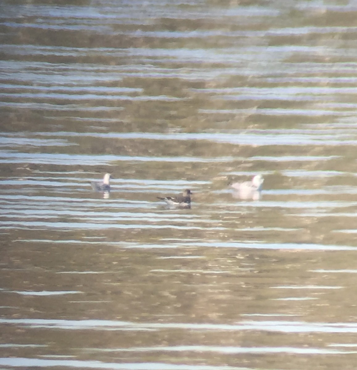 Sabine's Gull - ML115834401