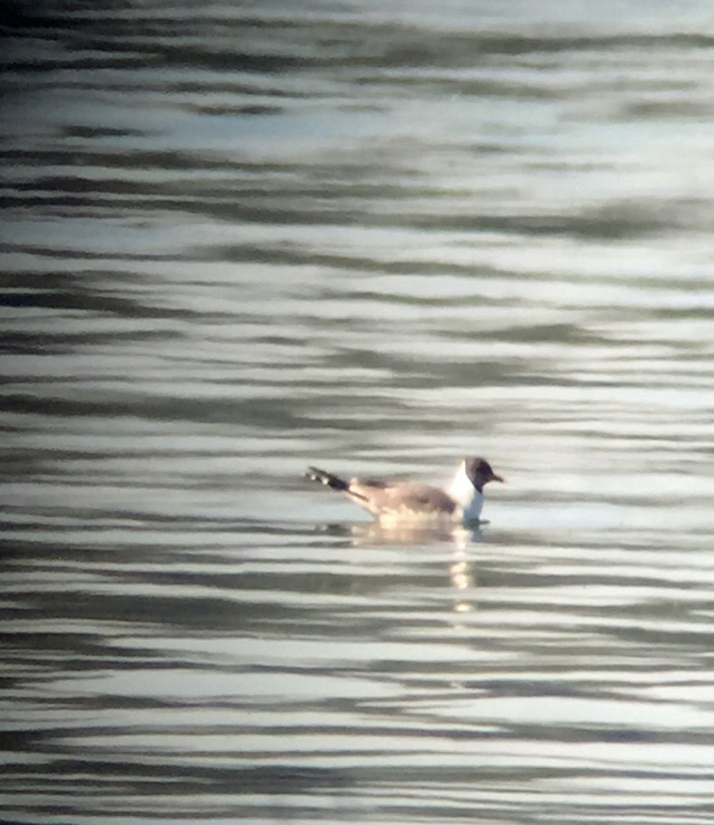 Sabine's Gull - ML115834411