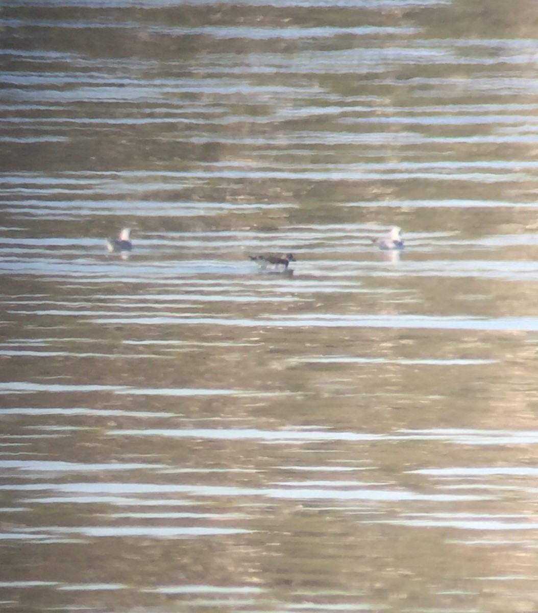 Mouette de Sabine - ML115834421