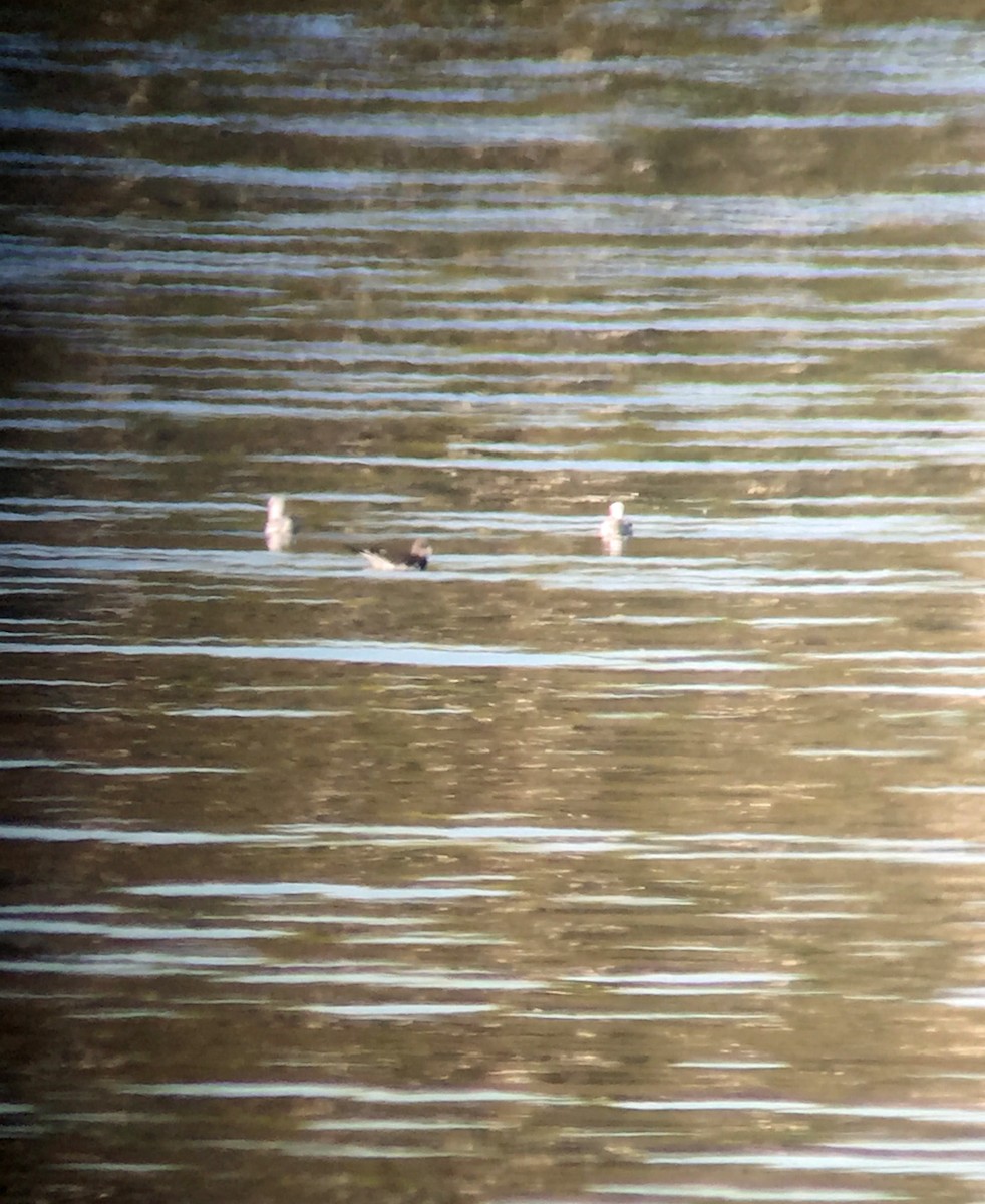 Sabine's Gull - ML115834441