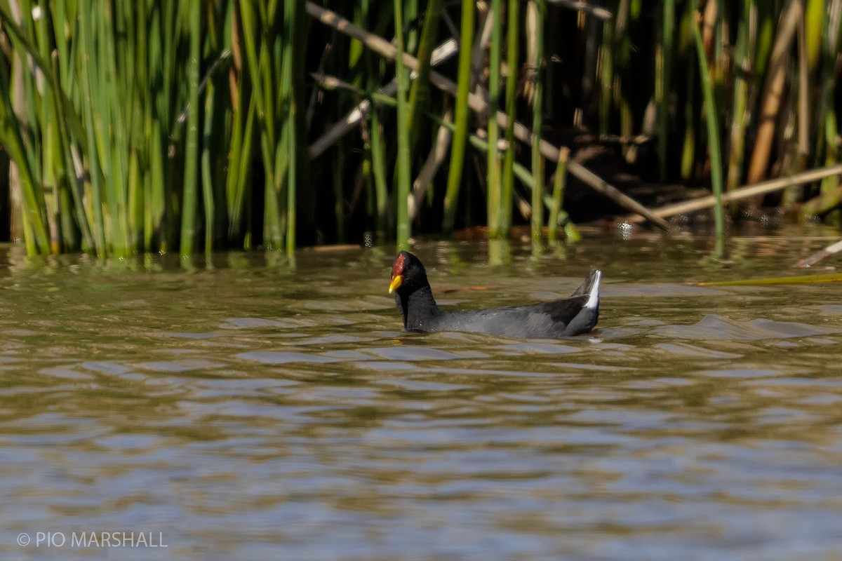 Red-fronted Coot - ML115834701