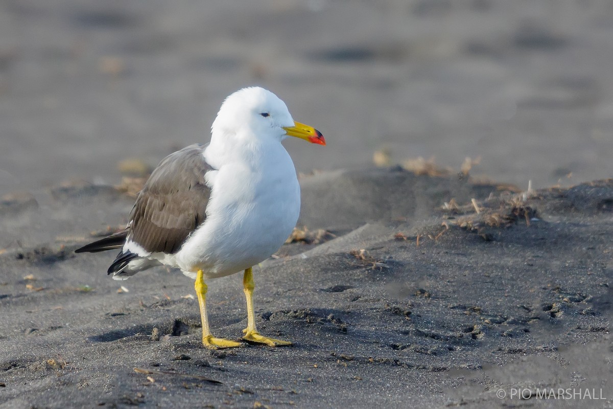 Belcher's Gull - Pio Marshall