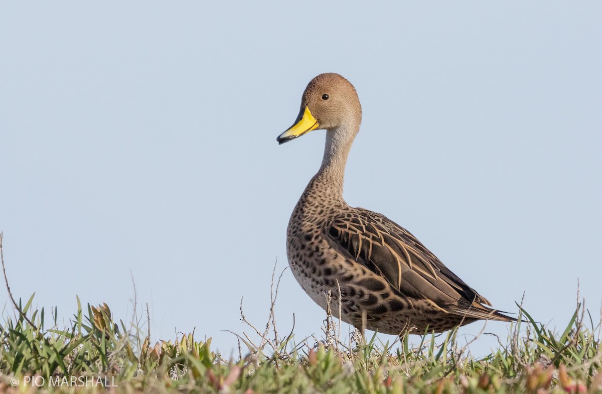 Yellow-billed Pintail - ML115835061