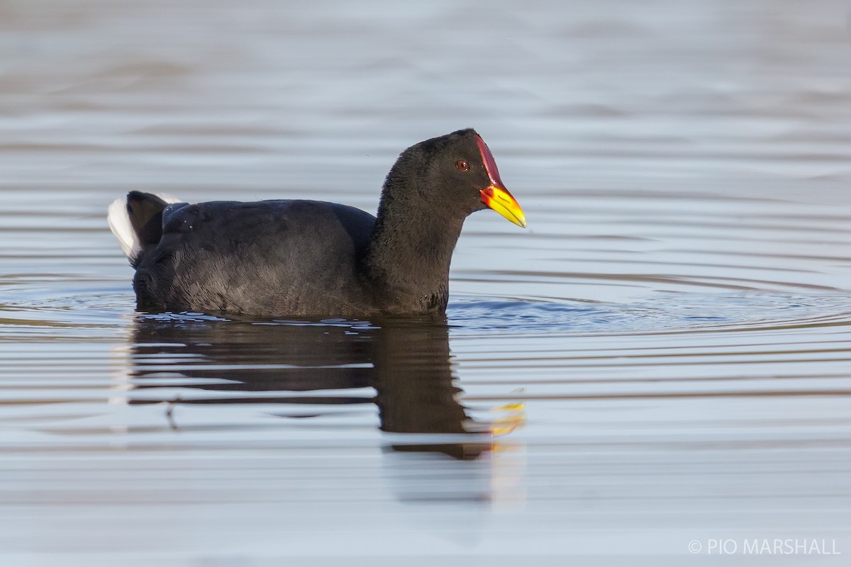 Red-fronted Coot - Pio Marshall