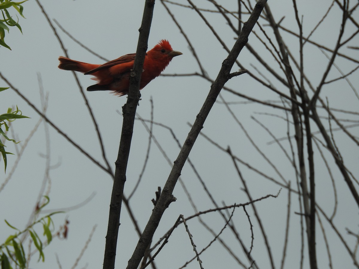 Summer Tanager - ML115835291