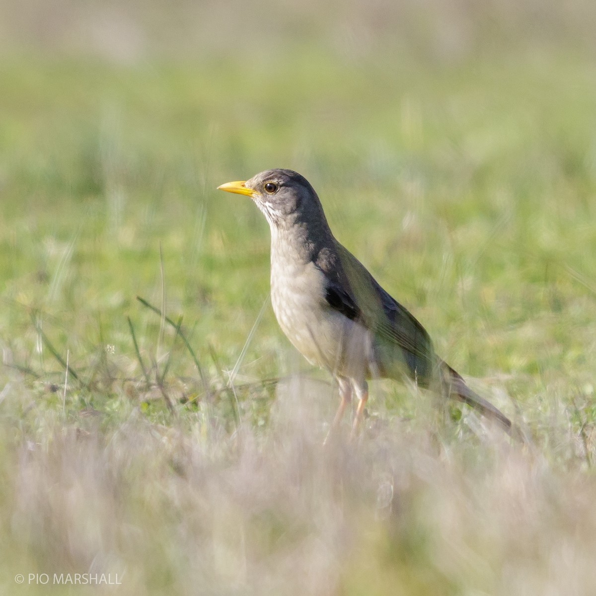 Austral Thrush - ML115835391