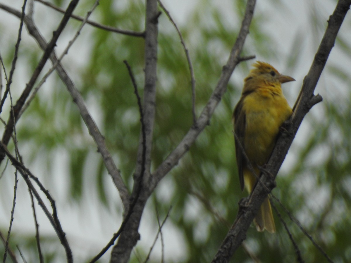 Summer Tanager - ML115835461