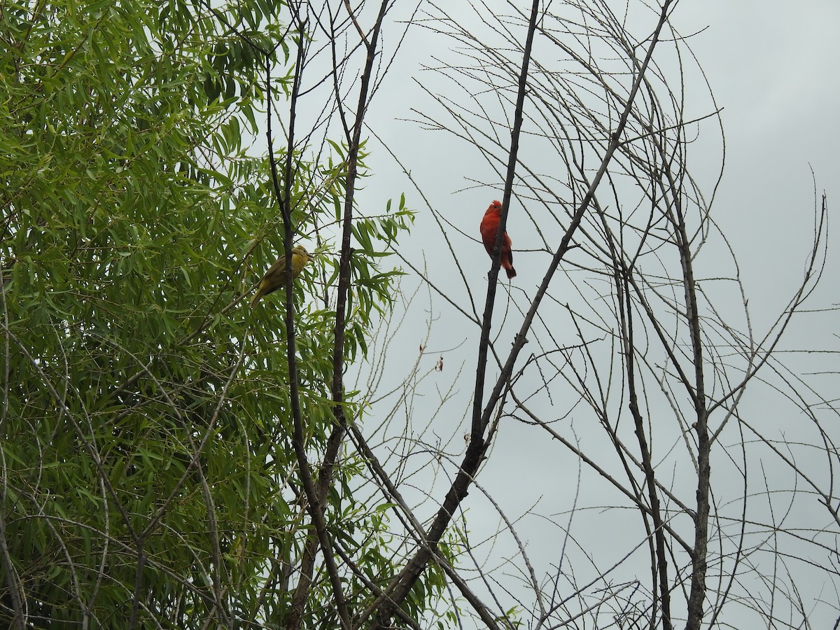 Summer Tanager - ML115835571