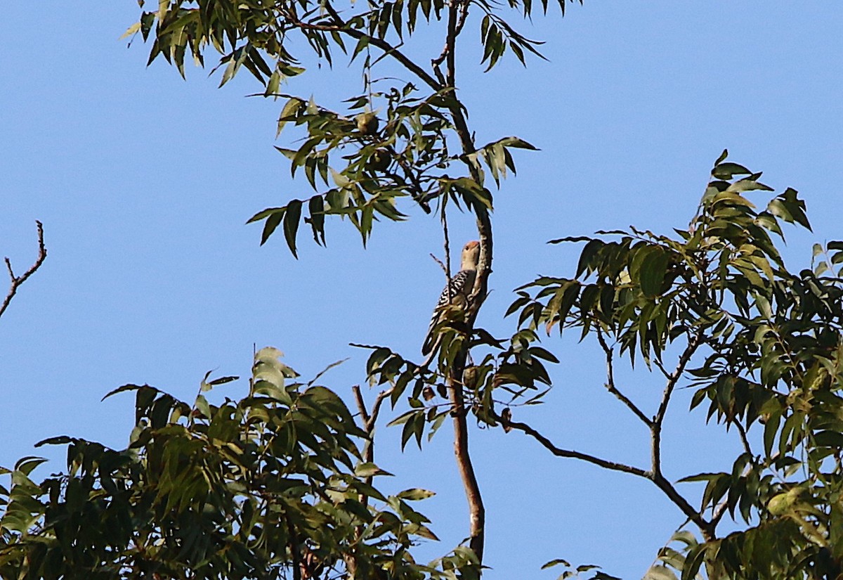 Red-bellied Woodpecker - ML115835771