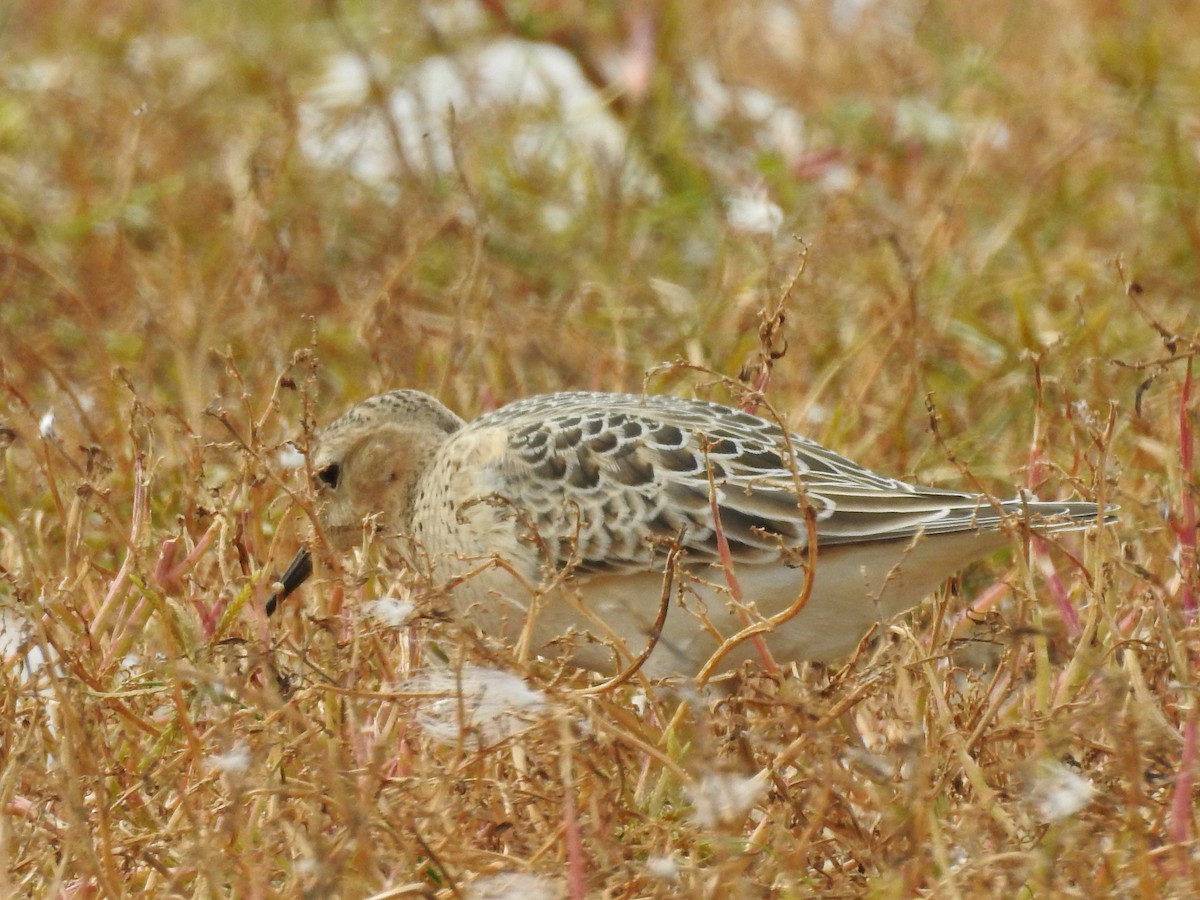 Buff-breasted Sandpiper - ML115836311