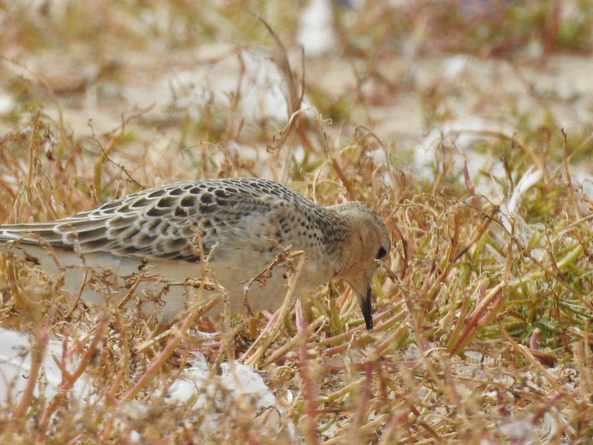 Buff-breasted Sandpiper - ML115836351