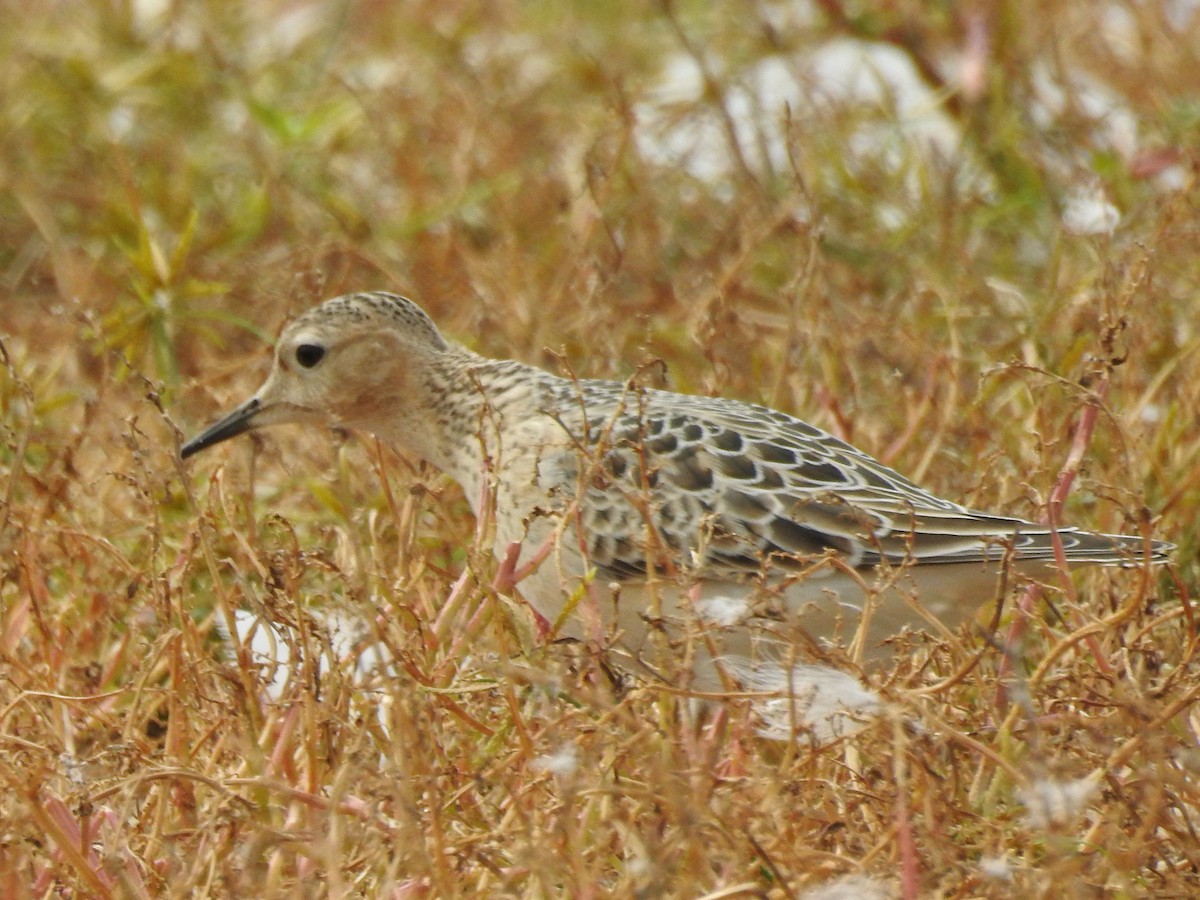 Buff-breasted Sandpiper - ML115836431