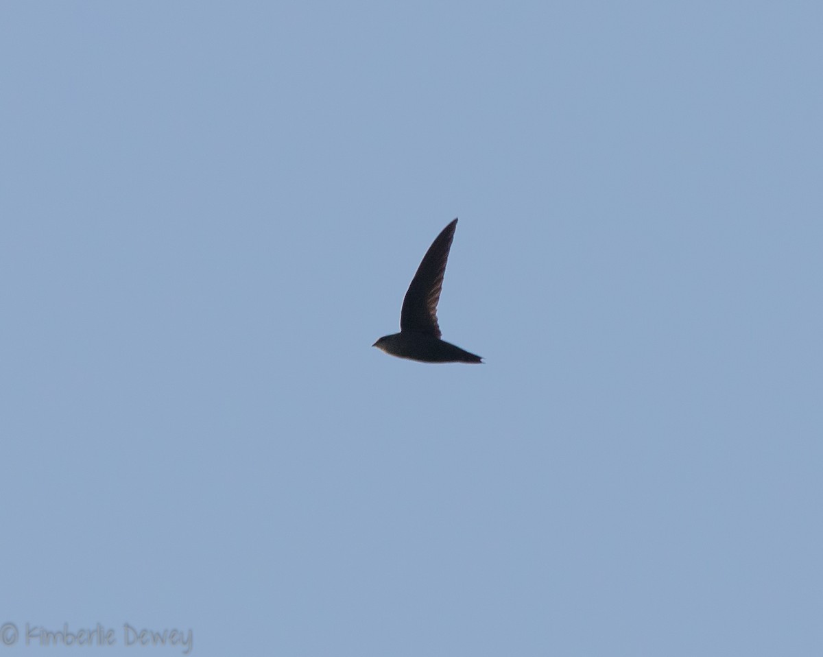 Chimney Swift - ML115836471