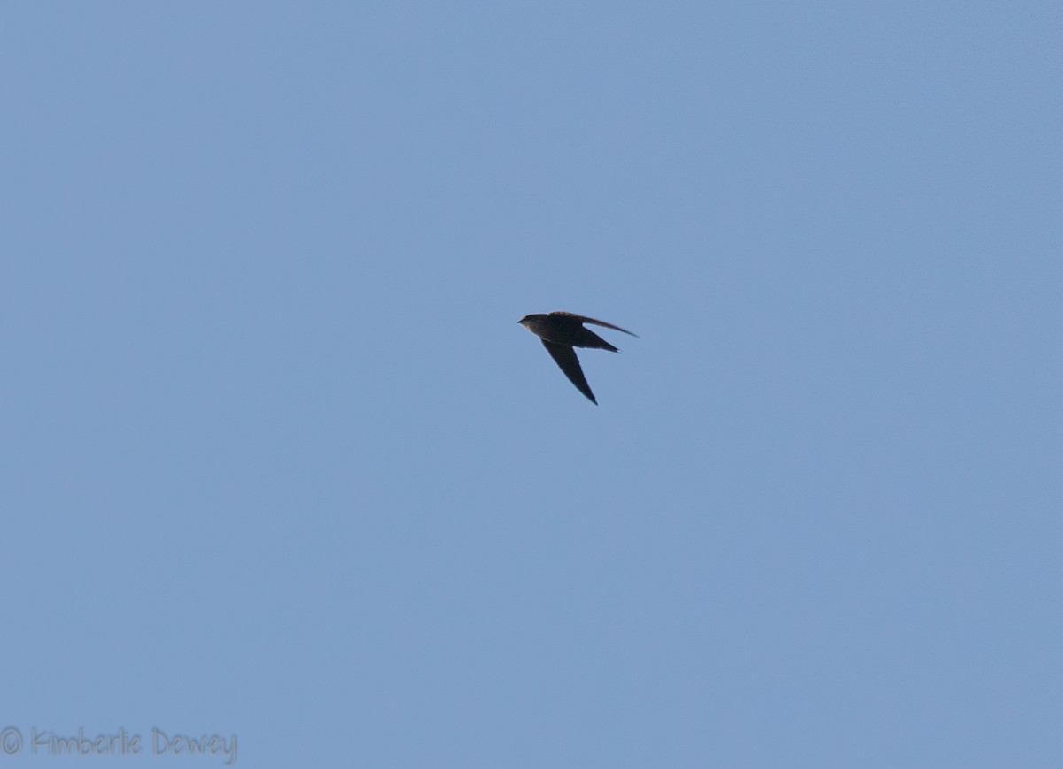 Chimney Swift - ML115836481
