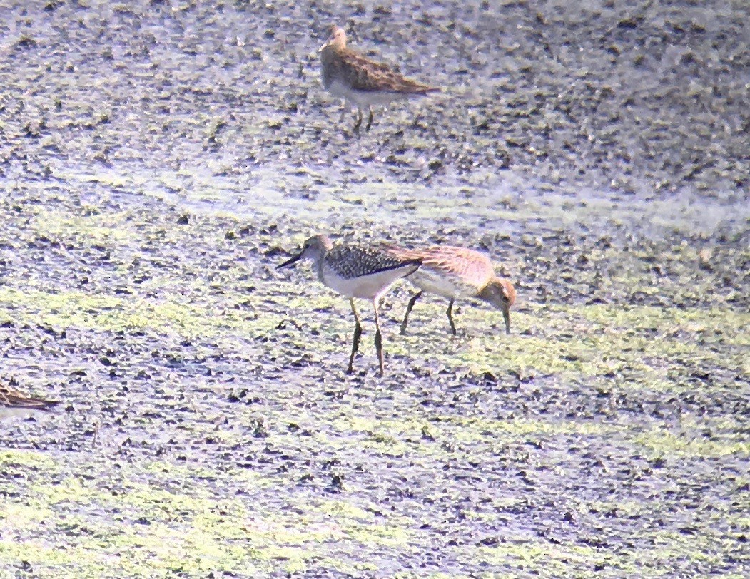 Sharp-tailed Sandpiper - ML115837271