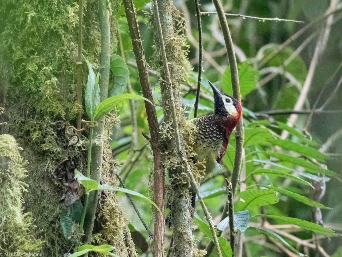Crimson-mantled Woodpecker - matthew sabatine