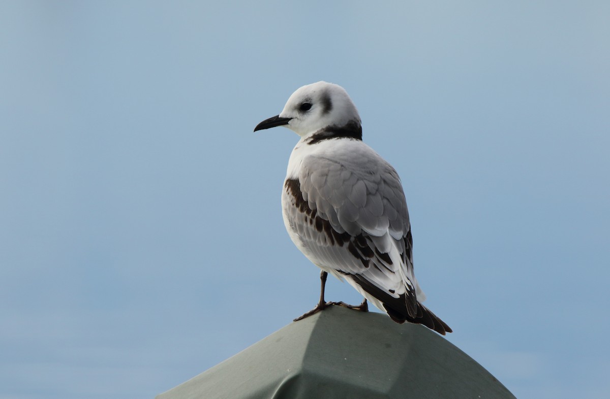 Gaviota Tridáctila - ML115841091