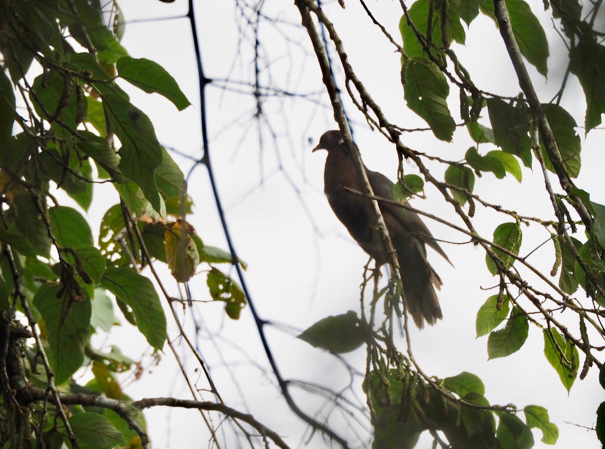 Band-tailed Pigeon - ML115841971